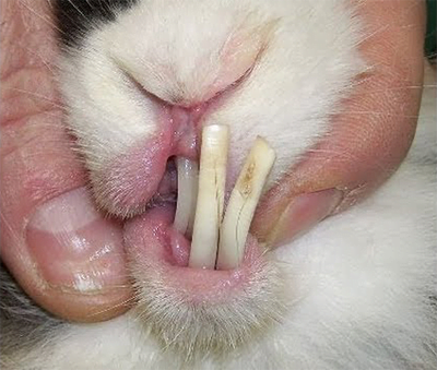 Dientes_conejo