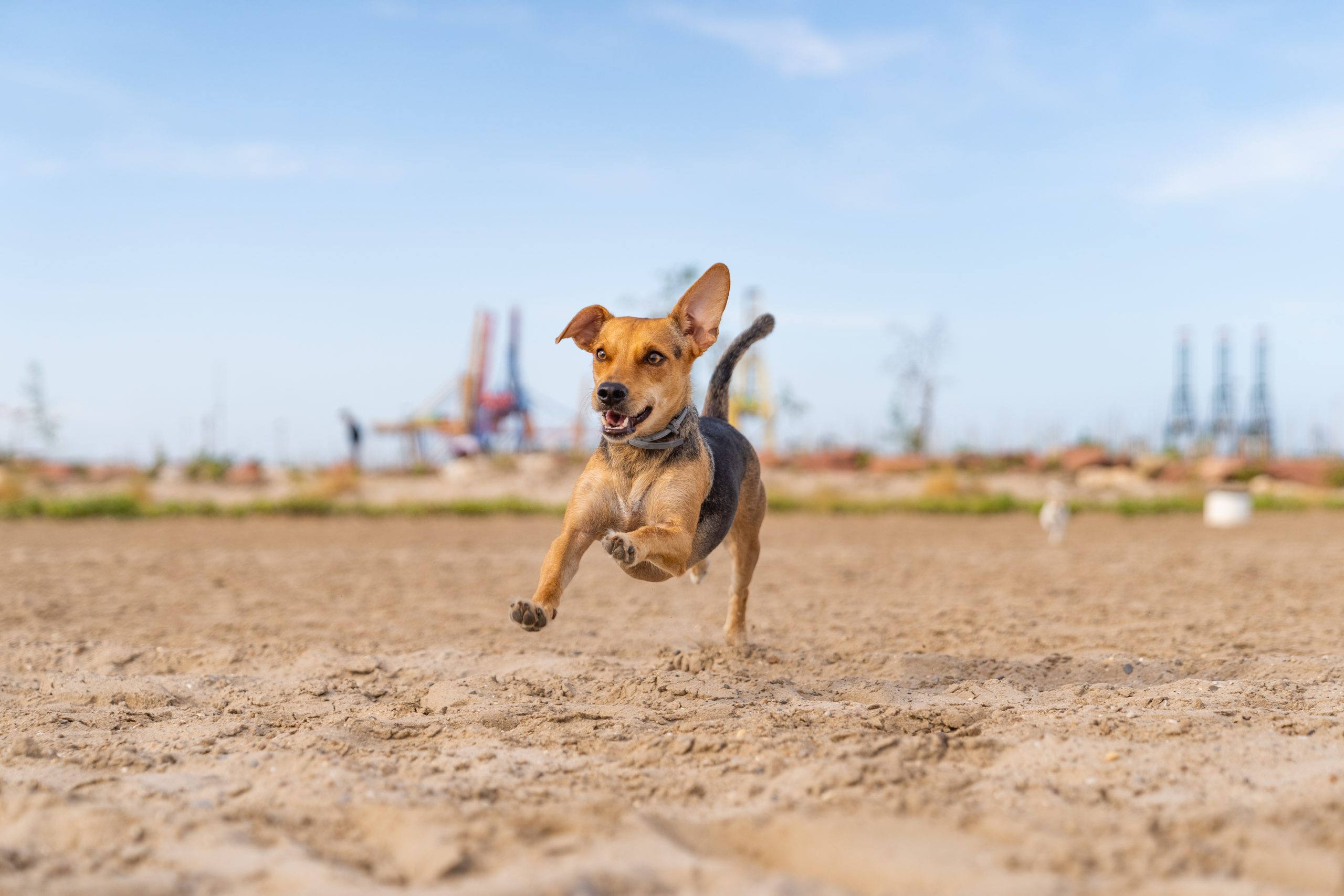 paseo perro con energía
