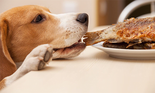 Perro_roba_comida