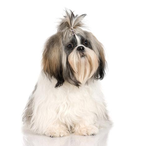 shih_tzu