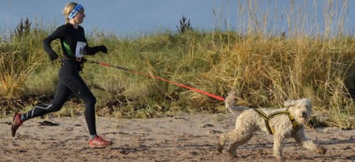 canicross-playa_sitandplas