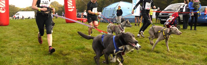 canicross_competicion_sitandplas