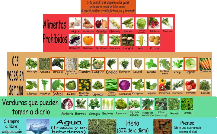 Piramide_vyh_conejos_sitandplas