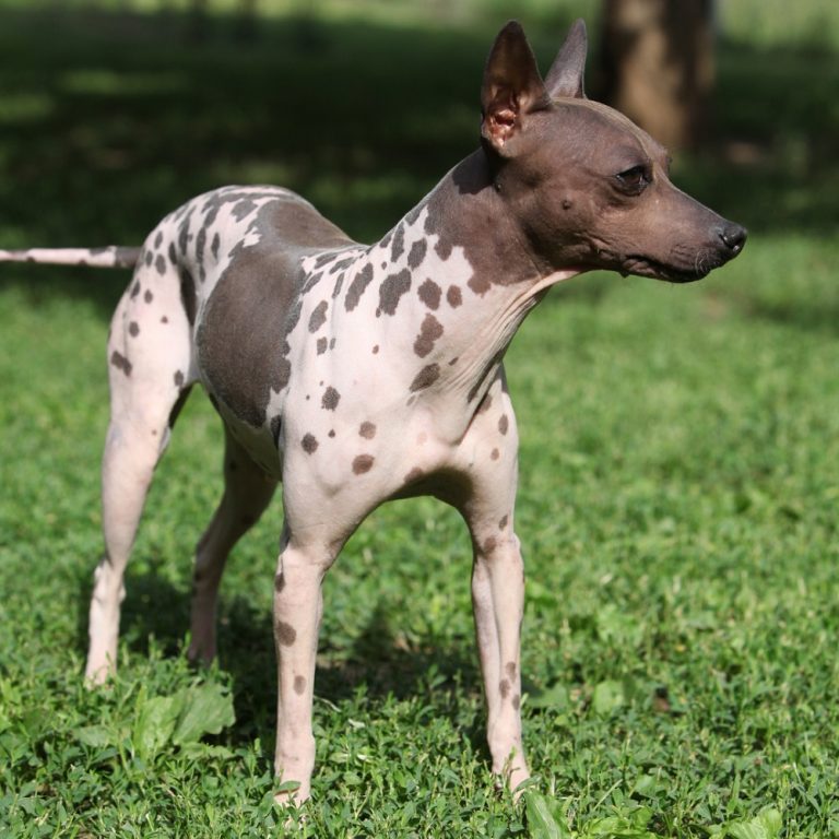 Mejores Perros Peque os Para Pisos SitandPlas mejores-perros-peque-os-para-pisos-sitandplas
