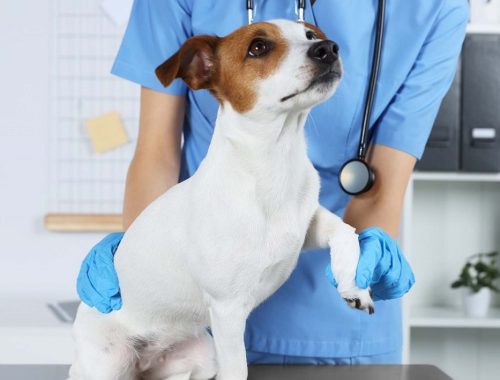 Seguro para perros - cobertura veterinaria