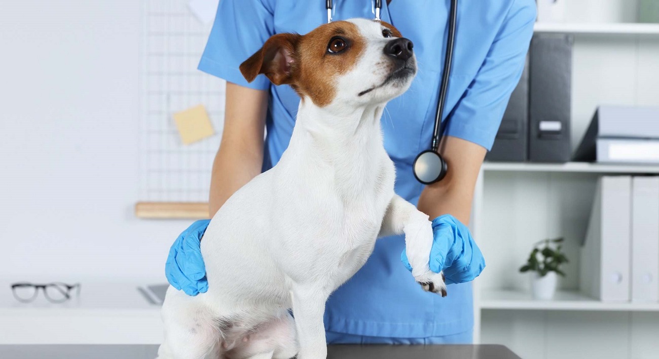 Seguro para perros - cobertura veterinaria