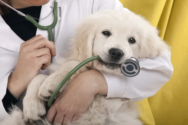 cachorro preparado para su primera visita al veterinario