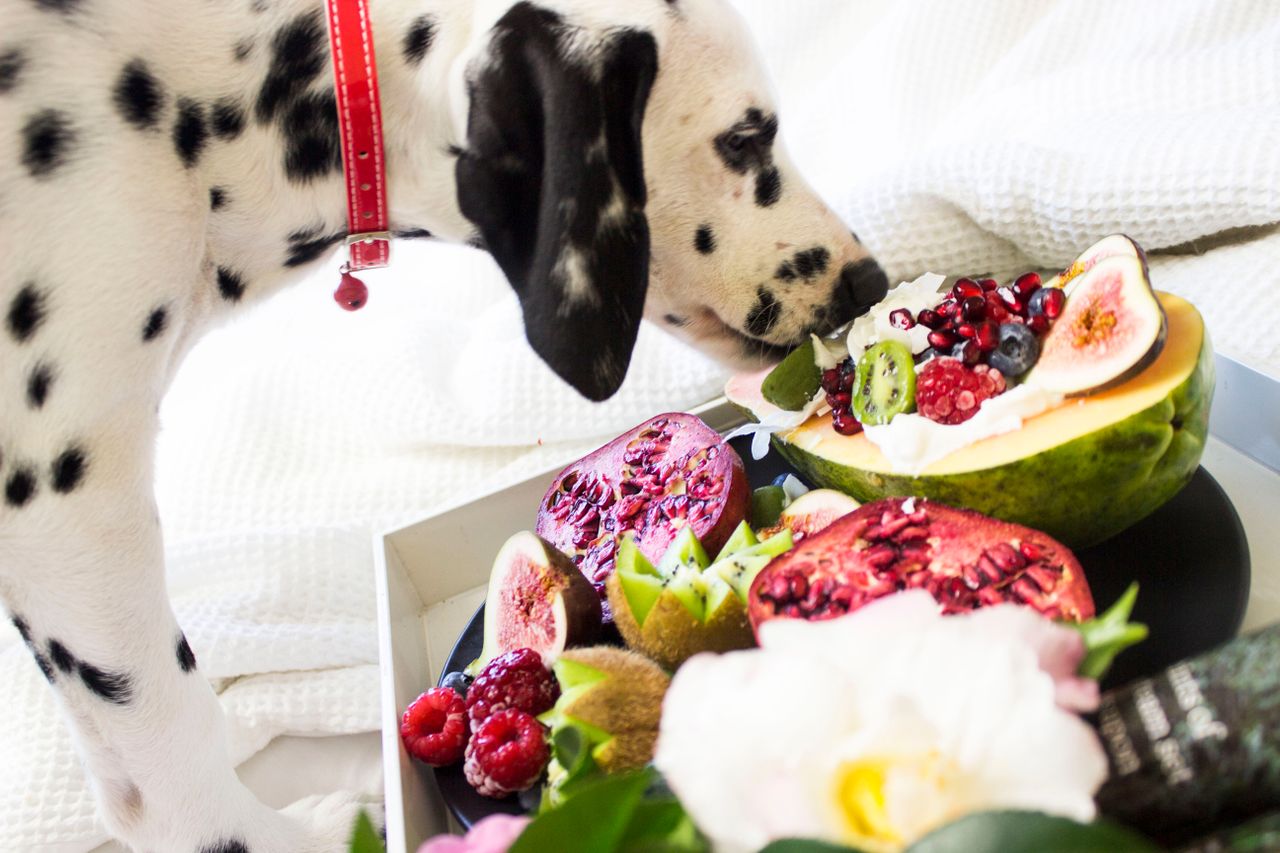 Perro observando una selección de frutas frescas aptas para perros durante el verano