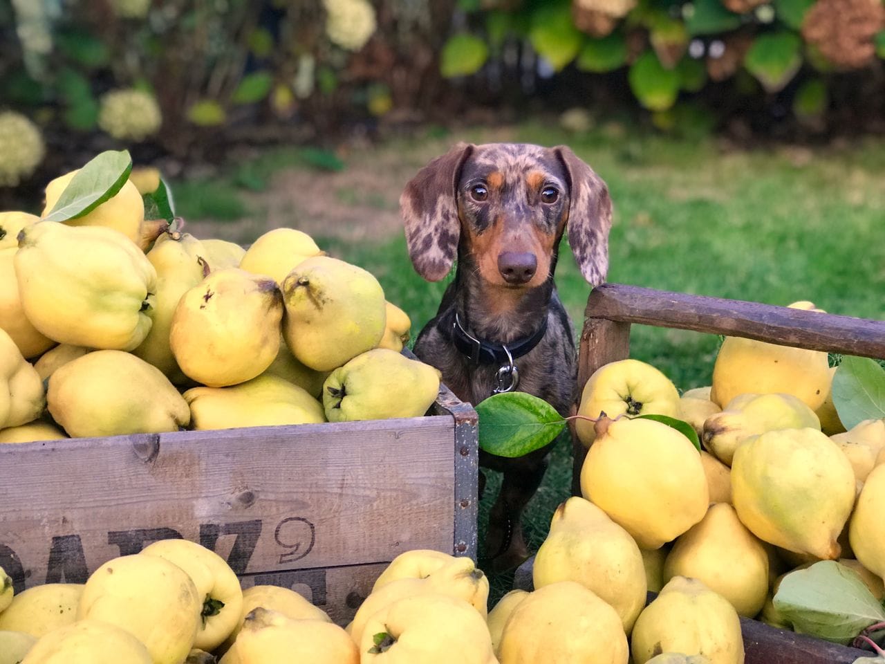 Perro rodeado de frutas aptas para perros en una alimentación complementaria saludable