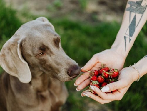 Perro olfateando fresas frescas como snack natural saludable para perros en verano