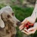 Perro olfateando fresas frescas como snack natural saludable para perros en verano