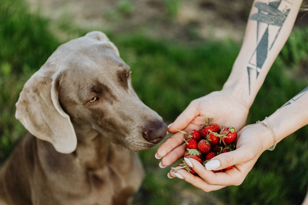 Perro olfateando fresas frescas como snack natural saludable para perros en verano