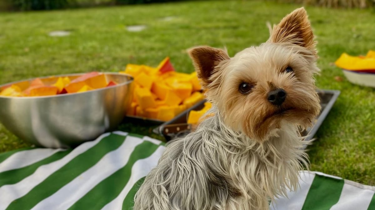 Perro junto a fruta fresca preparada como snack saludable para perros en verano